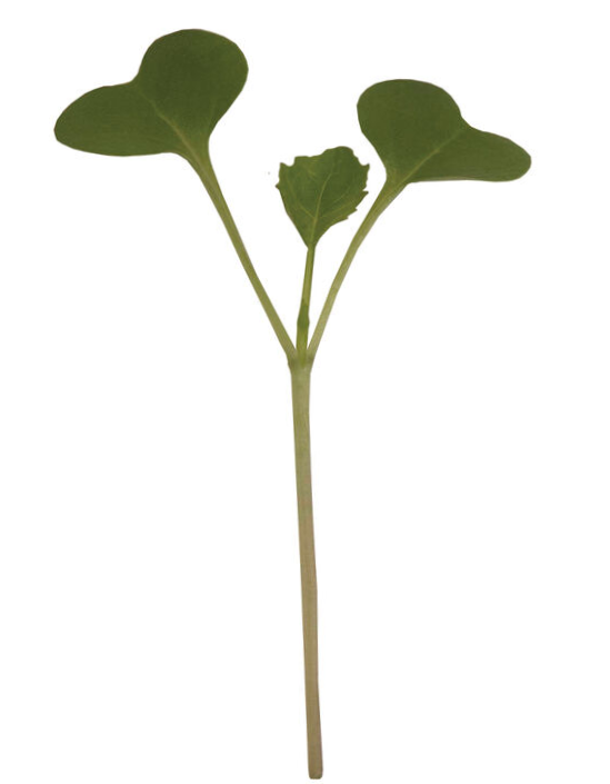 Sunflower Microgreens